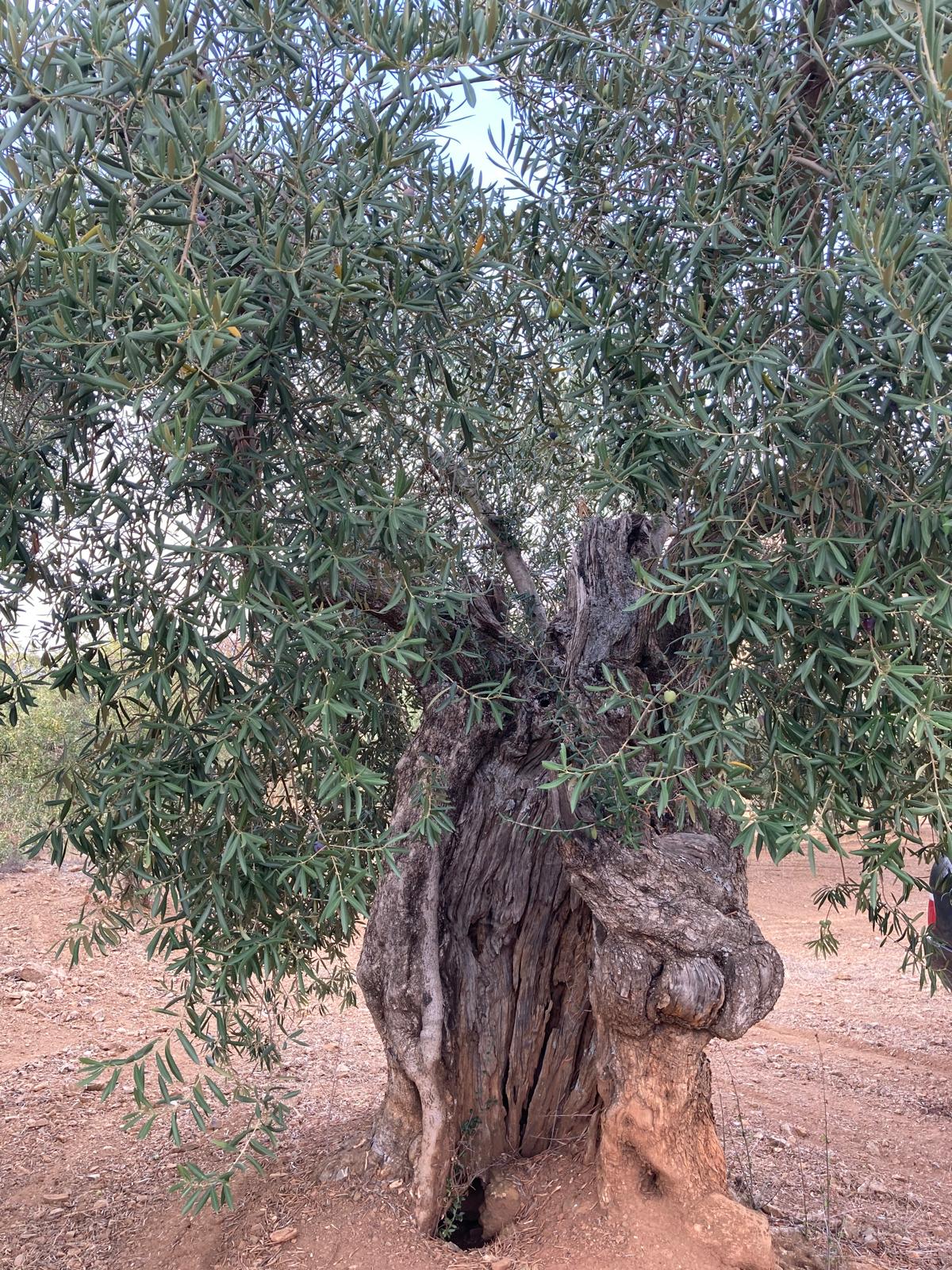 Olivos centenarios y milenarios Hazas del Rey